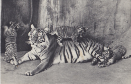 COMITE NATIONAL DE L ENFANCE TIGRESSZE ET SES PETITS - Tigres