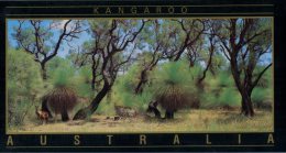 (661) Australia - Outback And Kangaroo - Outback