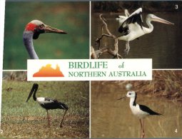 (958) Australia - NT - Northern Australia Birds - Oiseaux - Unclassified