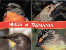 (958) Australia - TAS - Tasmania Birds - Oiseaux - Autres & Non Classés