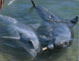 (958) Australia - WA - Monkey Mia Dolphin - Andere & Zonder Classificatie