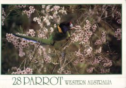 (334) Australia - WA - 28 Parrots - Autres & Non Classés