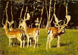 CP De HERBEUMONT " Bonjour Des FOURCHES " . - Herbeumont