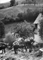 GOUAUX DE LARBOUST (31) Les Agudes Cpsm Troupeau De Vaches - Altri & Non Classificati