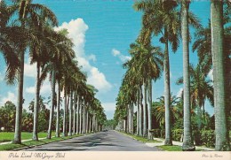 Florida Fort Myers Royal Palms Line Beautiful Mcgregor Boulevard - Fort Myers