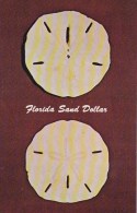 Florida Bradenton Florida Sand Dollar The Sand Dollar Or Holy Ghost Shell - Bradenton