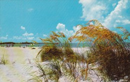 Florida Saint Petersburg White Sands Blue Skies Golden Sea Oats - St Petersburg