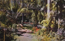 Florida Saint Petersburg The Beautiful Sunken Gardens 1964 - St Petersburg