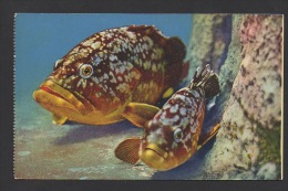 DF / MONACO / LE MUSÉE OCÉANOGRAPHIQUE / AQUARIUM / ANIMAUX / POISSONS / MEROU BRUN  / EPINEPHELUS GIGAS - Musée Océanographique