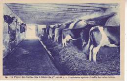 82 REALVILLE - Le Foyer Des Indirectes - L´exploitation Agricole - L´étable Des Vaches Laitières - D8 - Realville