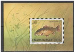 Kyrgyzstan 1994. Animals / Fishes Sheet MNH (**) - Kirgisistan