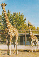 Canada Giraffes Calgary Zoo St George's Island Alberta - Girafes