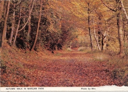 BT17926 Autumn Walk In Margam Park    2 Scans - Other & Unclassified