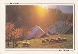 Cp , AGRICULTURE  , Pâturage En Automne En Savoie - Viehzucht