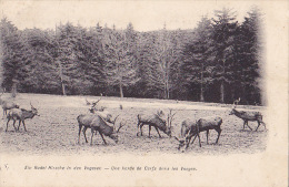 Delcampe - UNE HARDE DE CERFS DANS LES VOSGES / CIRC 1906 - Jagd