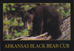 Arkansas Black Bear Cub - Ours