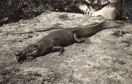 Malaisie, Crocodile - Malaysia