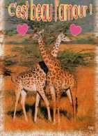 Couple De Girafes C´est Beau L´amour, Coeurs - Girafes