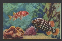 DF / MONACO / LE MUSÉE OCÉANOGRAPHIQUE / AQUARIUM / POISSONS DES MERS TROPICALES / GRAMISTES ET HOLOCENTRUS - Museo Oceanografico