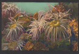 DF / MONACO / LE MUSÉE OCÉANOGRAPHIQUE / AQUARIUM / ANÉMONE DE MER ANEMONIA SULCATA - Ozeanographisches Museum