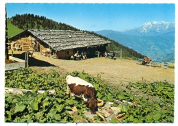 Wagrain - St. Johann Im Pongau - Land Salzburg - Grafenbergalm 1715 M. Am Sonntagskogel Gegen Hochkönig - Wagrain