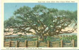 Texas - Near Corpus Christi - Goose Island - Giant Oak - Largest Live Oak Tree In The World - Corpus Christi