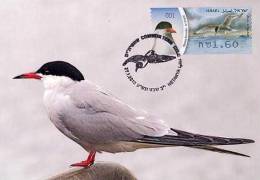 ISRAEL (2010) - Tarjeta Máxima / Maximum Card ATM - Charrán Común / Common Tern / Sterna Hirundo - 2010 - Cartes-maximum