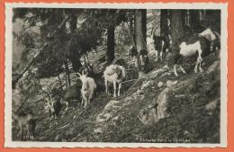 FEL502, Chèvres Dans La Vallée Du Trient, Ziege, Goat, Chèvre, Circulée 1936 - Trient