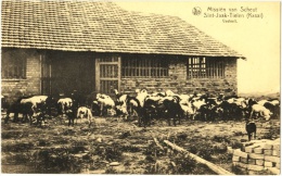 Missiën Van Scheut
Sint-Jaak-Tielen (Kasaï)
Veeteelt - & Goat - Sonstige & Ohne Zuordnung