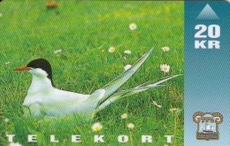 Faroe Islands, OD-006, Arctic Tern, Bird, Only 15.000, 2 Scans.   Please Read - Féroé (Iles)