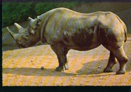 Rhinozeros Rhinoceros  ISV No. 65 - Hippopotames