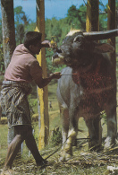 Asie,asia,idonesie,kabupa Ten TANA TORAJA,SULAWESI,sud,south ,buffalo,buffle,ethnique Indigene,sacrifice,tuerie,chasseur - Indonesien