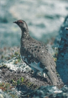 Bird On Postcard. Greenland  A-3255 - Groenland