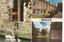 BT18537 Wells  2 Scans - Wells