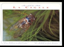 CP : Au Soleil Du Midi " La Cigale" - Insectes