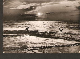 5k. Germany, Nordseeinsel Sylt - Abend Am Meer / Sea At The Evening - Real Photo Postcard Echt Foto - 1960s - Westerland - Sylt