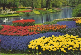 Holanda--Parque De Flores--1978--Zelanda---Milddenburg-a, Ginestas, Francia - Lisse