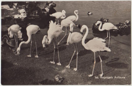 Int. Vogelpark Avifauna - & Zoo, Flamingo - Alphen A/d Rijn