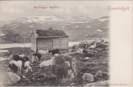 HAUKELIDFJELD (Norvège-Norway-Norge) Midtloeger Soether - Traite Des Chèvres - CHEVRE - ANIMAUX - METIER -2 SCANS- - Norway