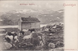 HAUKELIDFJELD (Norvège-Norway-Norge) Midtloeger Soether - Traite Des Chèvres - CHEVRE - ANIMAUX - METIER -2 SCANS- - Norvegia