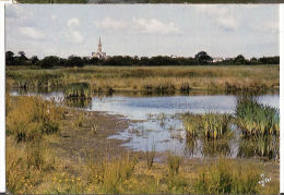 CP Saint Lyphard  La Brière Et Le Clocher De St 44 Loire Atlantique - Saint-Lyphard