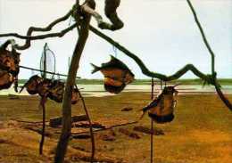 Tchad TANDJILE Poissons Seches Au Bord Du Logone Photo Gabin - Tsjaad