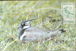 Romania- Maximum Postcard - Lapwing- Long- Legged Wading Birds - Cigognes & échassiers