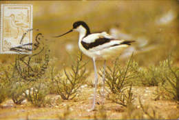 Romania- Maximum Postcard - Knock Back- Long- Legged Wading Birds - Storchenvögel