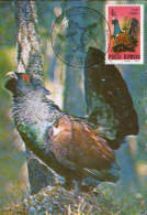 Romania-Maximum Postcard - Birds- The Mountain Cock;Auerhuhn;Le Grand Tétras - Gallináceos & Faisanes