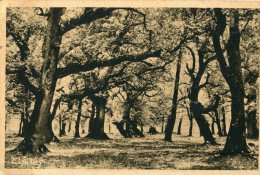 En Gascogne Forêts De Chênes Centenaires - Gradignan