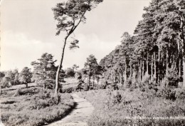 Holten - Natuurreservaat Holterberg - Holten