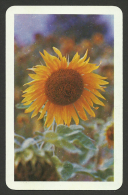 HUNGARY, SUNFLOWER, 1978. - Small : 1971-80