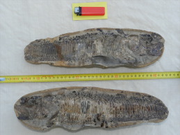 TRES BEAU FOSSILE + CONTRE EMPREINTE NODULE Du BRESIL  à Voir - Fossiles