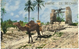 AMITE De BECHAR, Arrosage D´une Palmeraie , Camel,  Old Photo Postcard - Iran